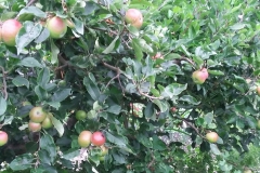 Appels