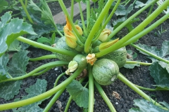 Bolcourgette