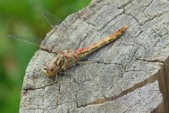 Steenrode heidelibel