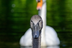 Jonge zwaan met ouder